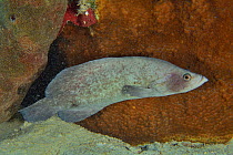 Greater or Three-spined soapfish (Rypticus saponaceus) at night, The Gardens of the Queen, Cuba, Caribbean Sea.