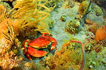 A Batwing or Queen crab (Carpilius corallinus) among corals, The Gardens of the Queen, Cuba, Caribbean Sea.