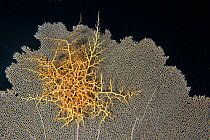 Giant basket star (Astrophytonmuricatum) on a Common or Gorgonian seafan (Gorgonia ventalina) at night, Gardens of the Queen National Park, Cuba. Caribbean Sea.