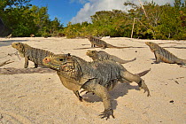 Cuban rock iguanas (Cyclura nubila) on the beach with a Desmarest&#39;s hutia (Capromys pilorides), Gardens of the Queen National Park, Cuba.