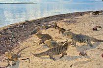 Cuban rock iguanas (Cyclura nubila) and Caribbean hermit crabs (Coenobita clypeatus) on the beach with a Desmarest&#39;s hutia (Capromys pilorides), a species of rodent, in the background, Gardens of...