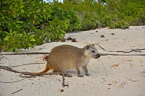 Desmarest&#39;s or Cuban hutia (Capromys pilorides), a species of rodent endemic to Cuba, on the beach of the Gardens of the Queen National Marine Park, Cuba.