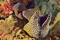 Two Honeycomb morays (Gymnothorax favagineus) and a Giant moray (Gymnothorax javanicus) emerging from their shared burrow, Indian Ocean, Maldives.