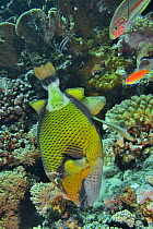 Giant triggerfish (Balistoides viridescens) building its nest among the corals in the reef with several other fish species nearby, Red Sea, Egypt.