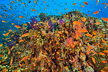 A coral reef with soft corals (Dendronephthya sp. and Scleronephthya sp.), hard corals (Acropora sp. and Porites sp.), fire corals (Millepora tenella) and Jewel fairy basslets (Pseudanthias squamipinn...