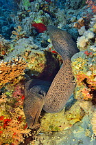 Two Giant moray eels (Gymnothorax javanicus) emerging from their burrow, Red Sea, Egypt.