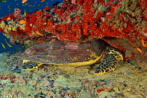 Hawksbill sea turtle (Eretmochelys imbricata) resting along corals, Indian Ocean, Maldives.