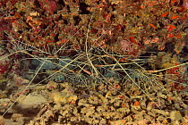 Painted spiny lobsters (Panulirus versicolor) in a crack in the reef, Indian Ocean, Maldives.