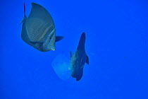 Two Sailfin surgeonfish (Zebrasoma desjardinii) feeding on a jellyfish, Red Sea, Egypt.