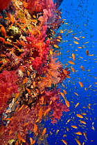 A coral reef drop off with soft corals (Dendronephthya sp.) and Jewel fairy basslets (Pseudanthias squamipinnis), Red Sea, Egypt.