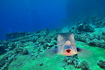 Yellow boxfish (Ostracion cubicus), Red Sea, Egypt.