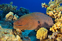 Giant moray (Gymnothorax javanicus) emerging from its burrow, Red Sea, Egypt.