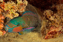 Bullethead parrotfish (Chlorurus sordidus) sleeping at night in its mucus cocoon, Red Sea, Egypt.