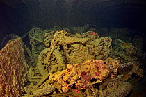 World War II British motorbikes (Norton 16H) stacked up on the back of truck in the hold of wreck of HMS Thistlegorm with soldierfish (Myripristis murdjan), Red Sea, Egypt.