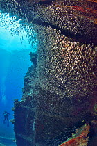 A school of Red Sea dwarf sweepers (Parapriacanthus ransonneti) in the Giannis D wreck with a diver in the background, Red Sea, Egypt.