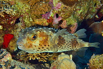 Birdbeak or Porcupinefish (Cyclichthys orbicularis) among corals, Red Sea, Egypt.