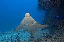 Giant guitarfish / Whitespotted wedgefish (Rhynchobatus djiddensis) swimming up from resting on the sea floor, Indian Ocean, Maldives.