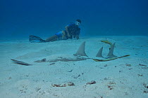 Diver watching a Giant guitarfish / Whitespotted wedgefish (Rhynchobatus djiddensis) partially buried in the sand with two remoras (Echeneis naucrates), Indian Ocean, Maldives. Model released.
