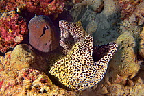 Two Honeycomb morays (Gymnothorax favagineus) and a Giant moray (Gymnothorax javanicus) emerging from their burrow, Indian Ocean, Maldives.