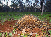 Short-beaked echidna (Tachyglossus aculeatus acanthion) digging itself into the ground as means of self-defence, Dryandra Forest, Western Australia.