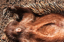 Short-beaked Echidna (Tachyglossus aculeatus acanthion) female - detail of the cloaca and the pouch area, Brookton Highway, Wheatbelt Region, Western Australia,- November.