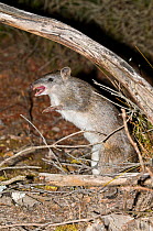 Southern brown bandicoot or Quenda (Isoodon obesulus fusciventer) hissing either to show its displeasure, or to warn others of the danger, Waychinicup National Park, Western Australia.