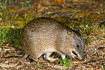 Southern brown bandicoot or Quenda (Isoodon obesulus fusciventer) searching for food, D&#39;Entrecasteaux National Park, Western Australia.