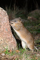 Southern brown bandicoot or Quenda (Isoodon obesulus obesulus) male sniffing at a territorial marking, Little River Reserve, Victoria, Australia.