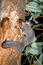 Sugar glider (Petaurus breviceps breviceps) feeding on Eucalyptus sap from a cut made by the Squirrel gliders, Greater Blue Mountains UNESCO Natural World Heritage Site, New South Wales, Australia.