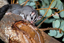 Squirrel glider (Petaurus norfolcensis), feeding on Eucalyptus sap from a cut made and maintined by the Squirrel gliders, Greater Blue Mountains UNESCO Natural World Heritage Site, New South Wales, Au...