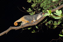 Australian Spotted Cuscus (Spilocuscus nudicaudatus) when not in use the prehensile tail is carried curled, at night, Iron Range National Park, Queensland, Australia.