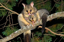 Common brushtail possum (Trichosurus vulpecula vulpecula) female with an out-off-pouch young, Sundown National Park, Queensland, Australia.
