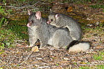 Common brushtail possum (Trichosurus vulpecula hypoleucos) female carrying out-off-pouch young, Waychinicup National Park, Western Australia.