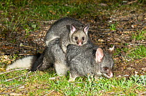 Common brushtail possum (Trichosurus vulpecula hypoleucos) female carrying out-off-pouch young, Waychinicup National Park, Western Australia.