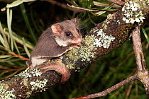 Narrow-toed Feathertail glider (Acrobates pygmeaus), Greater Blue Mountains UNESCO Natural World Heritage Site, New South Wales, Australia.