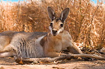 Bridled nailtail wallaby (Onychogalea fraenata) Idalia National Park, Queensland, Australia.