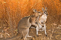 Bridled nailtail wallaby (Onychogalea fraenata) a peaceful encounter between two males leading to mutual grooming rather than fight typical among other macropods, Idalia National Park, Queensland, Aus...