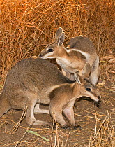 Bridled nailtail wallaby (Onychogalea fraenata) a peaceful encounter between two males, Idalia National Park, Qld, Australia. Endangered species.