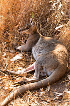 Bridled nailtail wallaby (Onychogalea fraenata) resting during hot part of the day, Idalia National Park, Qld, Australia. Endangered species.