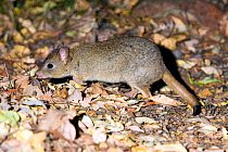 Brush-tailed Bettong or Woylie (Bettongia penicillata) sniffing for truffles its staple food item, on Darling Scarp, Western Australia. Critically endangered species.