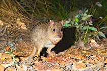 Brush-tailed Bettong or Woylie (Bettongia penicillata), on Darling Scarp, Western Australia. Critically endangered species.