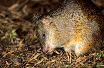 Southern brown bandicoot or Quenda (Isoodon obesulus fusciventer), West Cape Howe National Park, Western Australia.