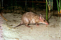 Southern brown bandicoot or Quenda (Isoodon obesulus fusciventer) drinking, at Lake Jasper, D&#39;Entrecasteaux National Park, Western Australia.