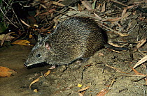 Southern brown bandicoot or Quenda (Isoodon obesulus fusciventer) drinking, Wiltshire Butler National Park, Western Australia.