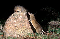 Southern brown bandicoot / Quenda (Isoodon obesulus obesulus) male sniffing at a female that is perched on the rock, Little River Reserve, Victoria, Australia.