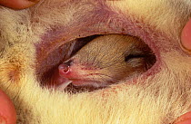 Western Barred Bandicoot (Perameles bougainville), Suckiling, furred joey on the nipple inside of the mother&#39;s pouch, on Heirisson Prong, Shark Bay UNESCO Natural World Heritage Site, Australia. E...