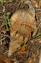 Western Barred Bandicoot (Perameles bougainville), sleeping in its nest, which is a shallow scraping into ground under dense vegetation, on Heirisson Prong, Shark Bay UNESCO Natural World Heritage Sit...