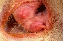 Western Barred Bandicoot (Perameles bougainville), Detail of the mammary glands (teats) inside of the female&#39;s pouch, on Heirisson Prong, Shark Bay UNESCO Natural World Heritage Site, Western Aust...