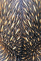 Short-beaked echidna (Tachyglossus aculeatus acanthion) detail of spine layout, dorsal view, Charles Darwin Reserve, Western Australia.