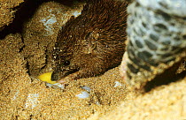 Golden bandicoot (Isoodon auratus) trying to predate on Green turtle (Chelonia mydas) eggs, as the turtle lays eggs, on Barrow Island, Western Australia